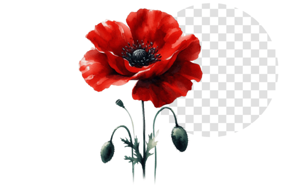 Download Poppify Watercolor Red Poppy Clipart - Premium Bundle